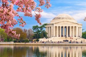 Looking across the Tidal Basin at the Jefferson Memorial with cherry blossoms in bloom